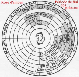 Rose d'amour des poissons